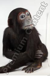Whole Body Chimpanzee